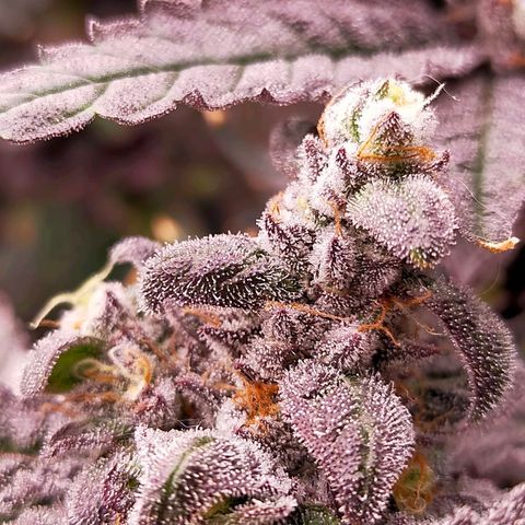 Trichome Orchards growlog photo: Ringz of Saturn. Day 57. 