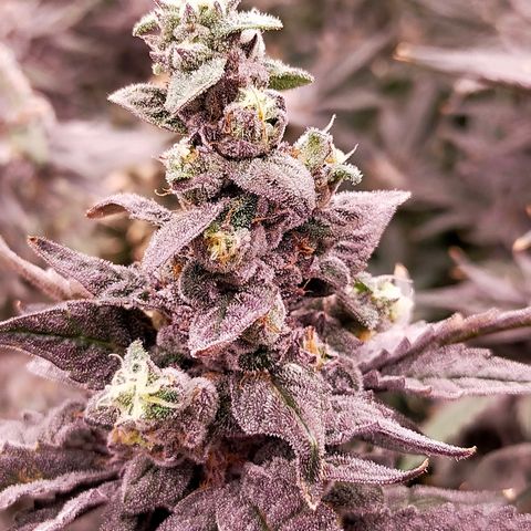 Trichome Orchards growlog photo: Ringz of Saturn. Day 57. 