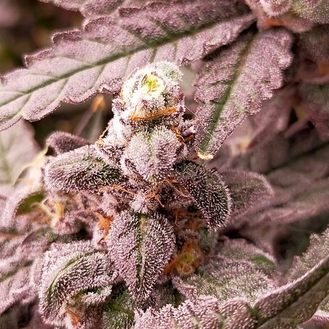 Trichome Orchards growlog photo: Ringz of Saturn. Day 57. 