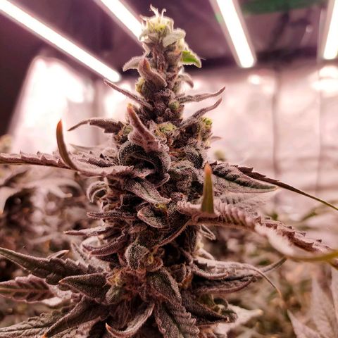 Trichome Orchards growlog photo: Ringz of Saturn. Day 57. 