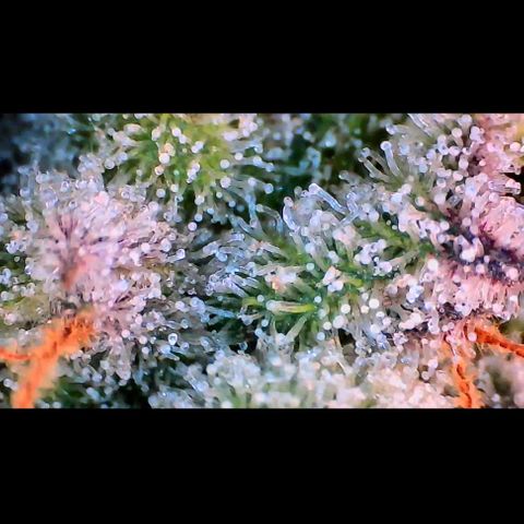 Trichome Orchards growlog photo: Pauly Walnuts. Day 57.