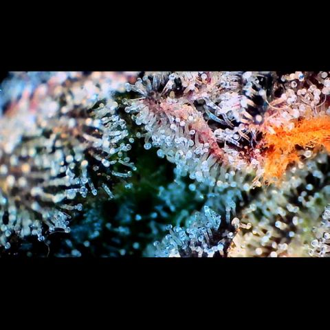 Trichome Orchards growlog photo: Ringz of Saturn. Day 57. 