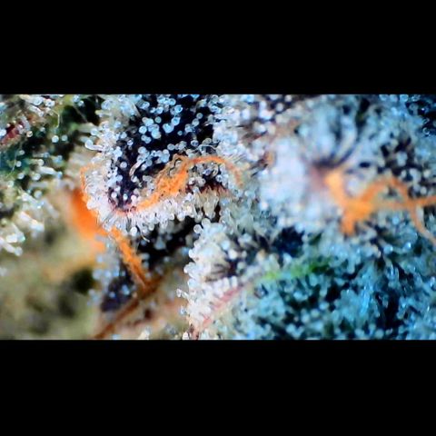 Trichome Orchards growlog photo: Ringz of Saturn. Day 57. 