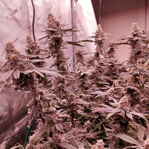 Trichome Orchards growlog photo: Rainbow Fritters #2. Day 57.