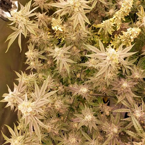 Trichome Orchards growlog photo: Rainbow Fritters #2. Day 57.