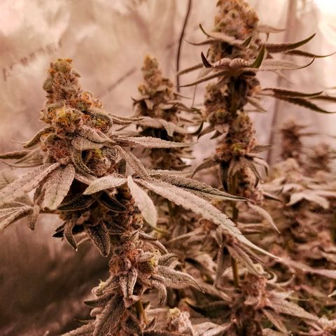 Trichome Orchards growlog photo: Rainbow Fritters #2. Day 57.