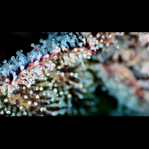 Trichome Orchards growlog photo: Ringz of Saturn. Day 57. 