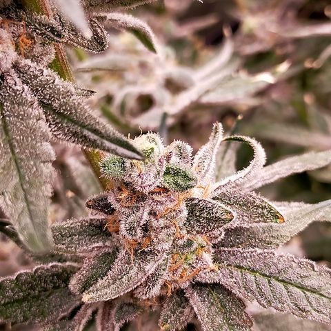 Trichome Orchards growlog photo: Rainbow Fritters #2. Day 57.