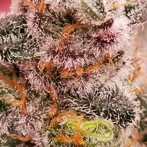 Trichome Orchards growlog photo: Rainbow Fritters #2. Day 57.