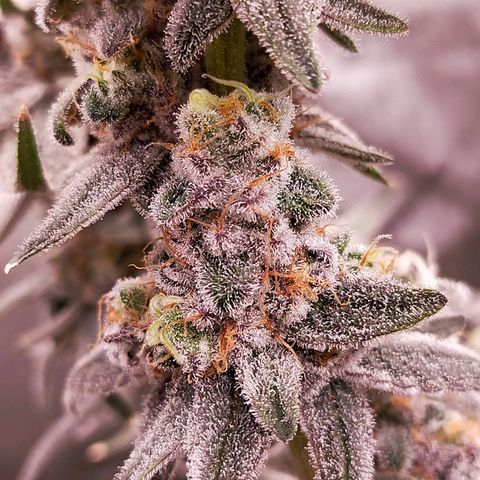 Trichome Orchards growlog photo: Rainbow Fritters #2. Day 57.