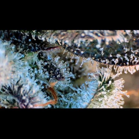 Trichome Orchards growlog photo: Rainbow Fritters #2. Day 57.