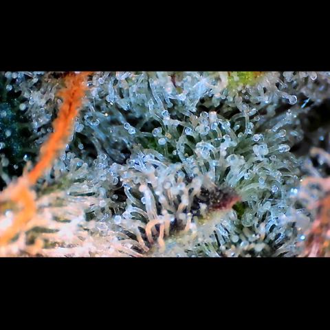 Trichome Orchards growlog photo: Rainbow Fritters #2. Day 57.