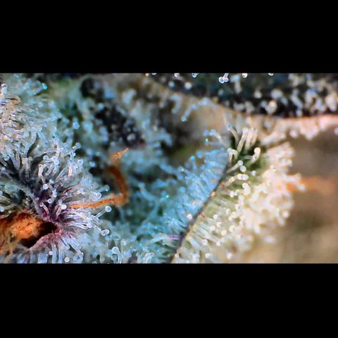 Trichome Orchards growlog photo: Rainbow Fritters #2. Day 57.