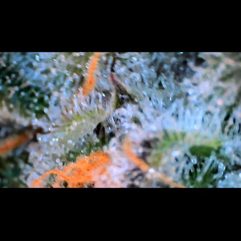 Trichome Orchards growlog photo: Rainbow Fritters #2. Day 57.