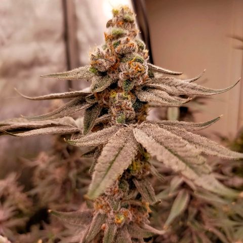 Trichome Orchards growlog photo: Rainbow Fritters #2. Day 57.