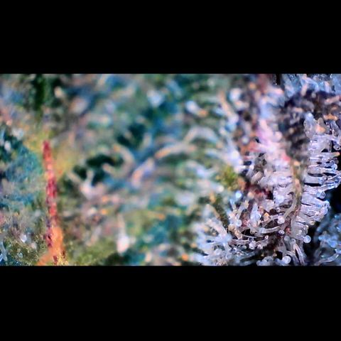 Trichome Orchards growlog photo: Rainbow Fritters #2. Day 57.