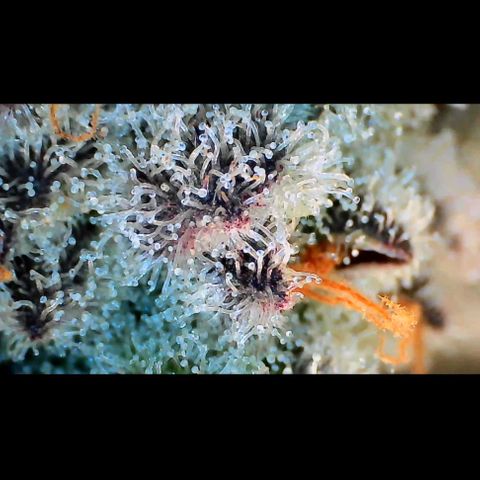 Trichome Orchards growlog photo: Rainbow Fritters #2. Day 57.