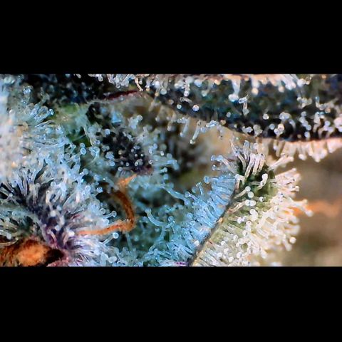 Trichome Orchards growlog photo: Rainbow Fritters #2. Day 57.