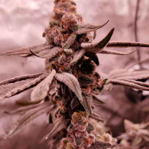 Trichome Orchards growlog photo: Rainbow Fritters #2. Day 57.