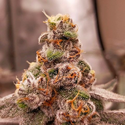 Trichome Orchards growlog photo: Rainbow Fritters #2. Day 57.