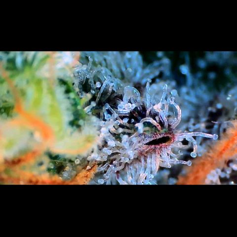 Trichome Orchards growlog photo: Rainbow Fritters #2. Day 57.