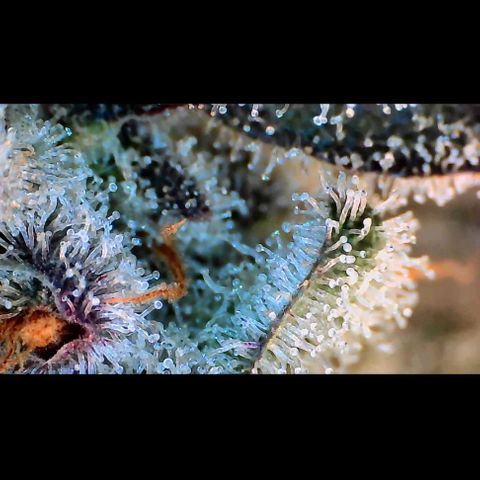 Trichome Orchards growlog photo: Rainbow Fritters #2. Day 57.