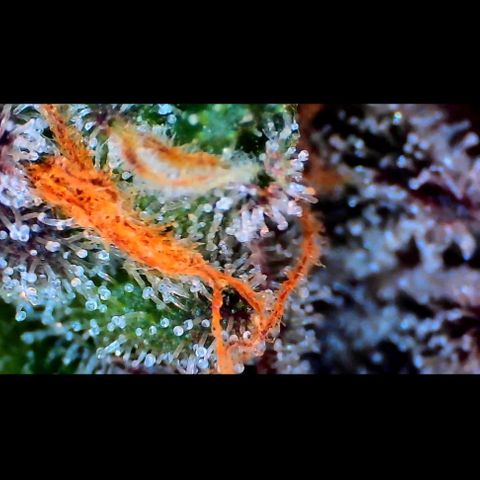 Trichome Orchards growlog photo: Ringz of Saturn. Day 57. 