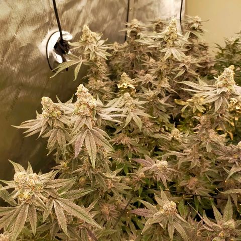 Trichome Orchards growlog photo: Rainbow Fritters #2. Day 57.