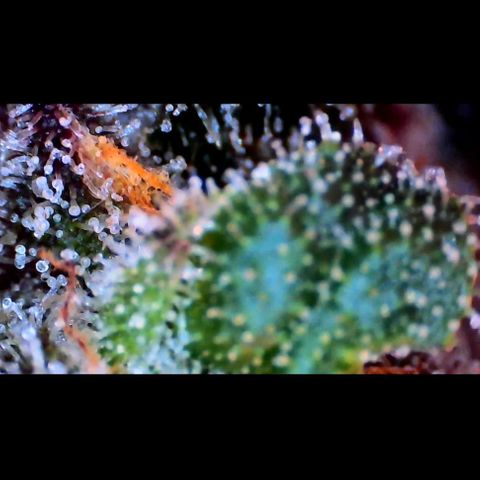 Trichome Orchards growlog photo: Ringz of Saturn. Day 57. 