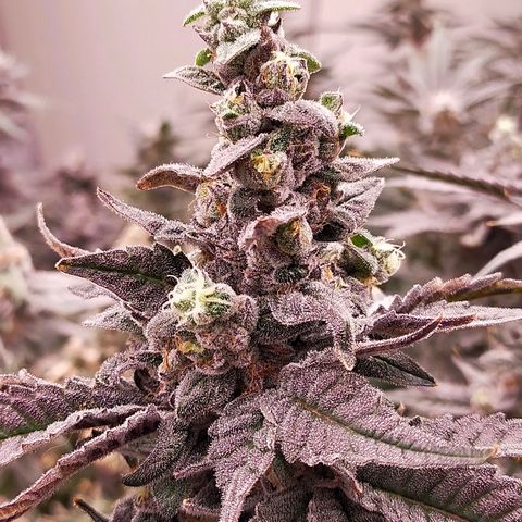 Trichome Orchards growlog photo: Ringz of Saturn. Day 57. 