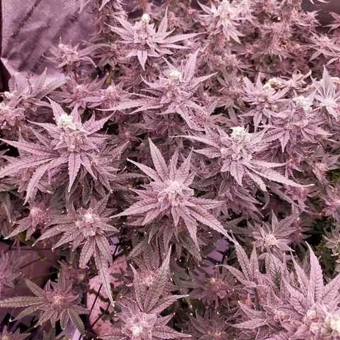 Trichome Orchards growlog photo: Ringz of Saturn. Day 57. 