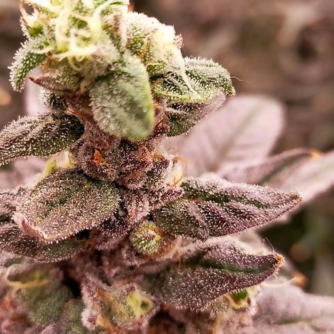 Trichome Orchards growlog photo: Ringz of Saturn. Day 57. 