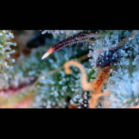 Trichome Orchards growlog photo: Pauly Walnuts. Day 57.