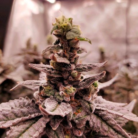 Trichome Orchards growlog photo: Ringz of Saturn. Day 57. 
