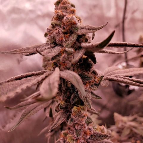 Trichome Orchards growlog photo: Rainbow Fritters #2. Day 57.