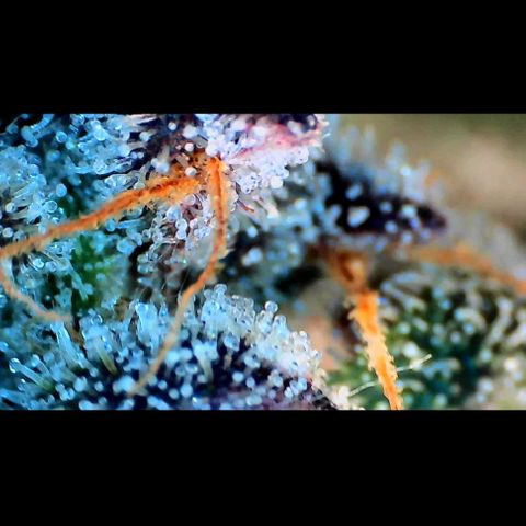 Trichome Orchards growlog photo: Ringz of Saturn. Day 57. 