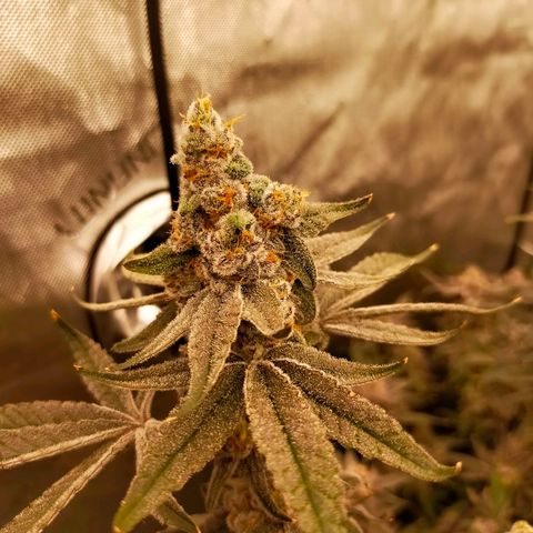 Trichome Orchards growlog photo: Rainbow Fritters #2. Day 57.