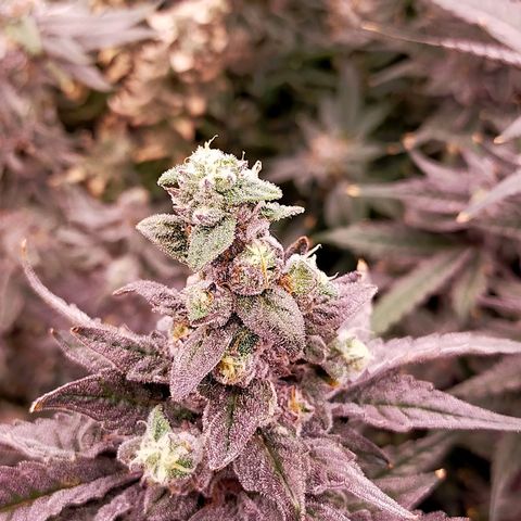 Trichome Orchards growlog photo: Ringz of Saturn. Day 57. 