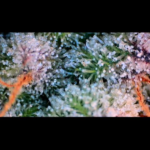 Trichome Orchards growlog photo: Pauly Walnuts. Day 57.