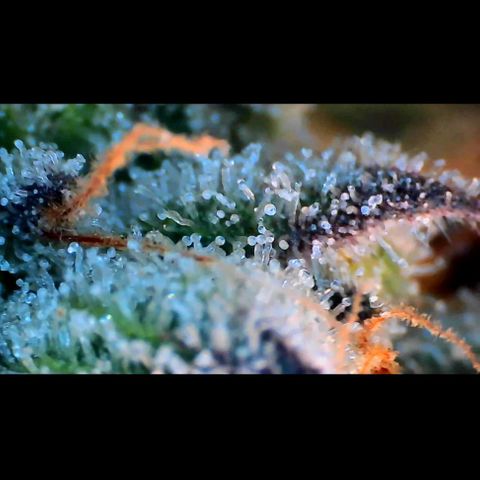 Trichome Orchards growlog photo: Pauly Walnuts. Day 57.