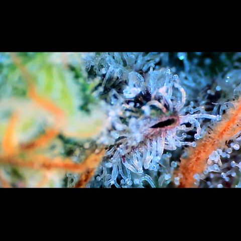 Trichome Orchards growlog photo: Rainbow Fritters #2. Day 57.