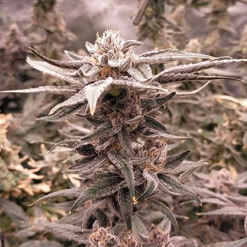 Trichome Orchards growlog photo: Rainbow Fritters #1. Day 57.