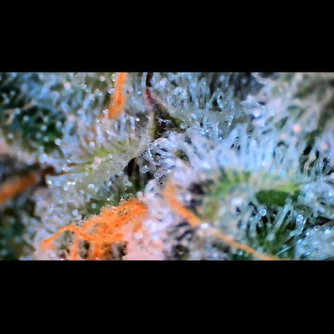 Trichome Orchards growlog photo: Rainbow Fritters #2. Day 57.