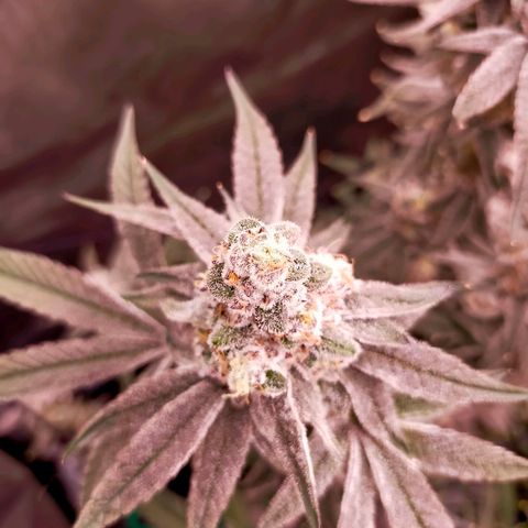 Trichome Orchards growlog photo: Rainbow Fritters #2. Day 57.