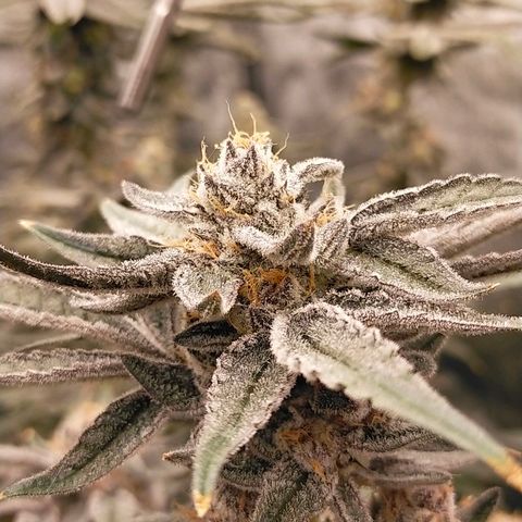 Trichome Orchards growlog photo: Rainbow Fritters #1. Day 57.