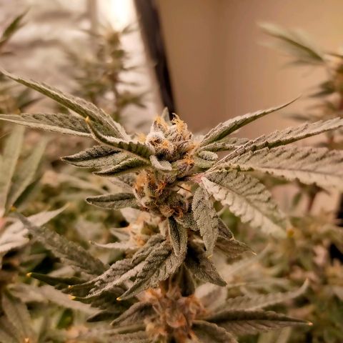 Trichome Orchards growlog photo: Pauly Walnuts. Day 57.