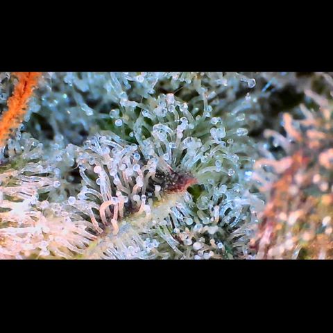 Trichome Orchards growlog photo: Rainbow Fritters #2. Day 57.