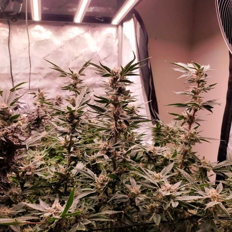 Trichome Orchards growlog photo: Pauly Walnuts. Day 57.