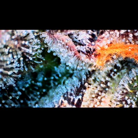 Trichome Orchards growlog photo: Ringz of Saturn. Day 57. 