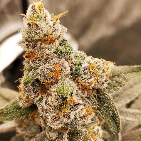 Trichome Orchards growlog photo: Rainbow Fritters #2. Day 57.